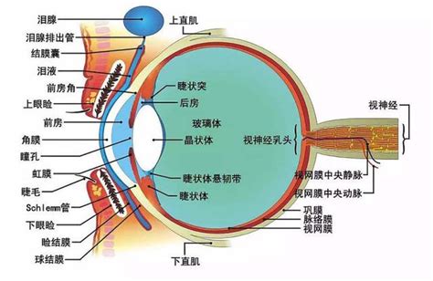 眼球形狀|眼睛構造全分析介紹 